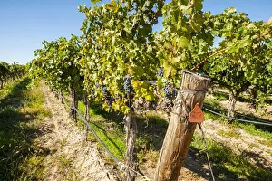 Cabernet Sauvignon Prints: USA, Washington State, Columbia Valley. Old vine cabernet at Gamache Vineyard