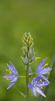 Images Dated 26th April 2016: USA. Washington State. Common Camas (Camassia quamash) native wildflower blooming