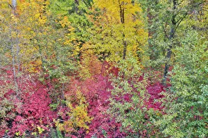 Images Dated 13th June 2022: USA, Washington State. Cottonwoods and wild dogwood along Peshastin Creek