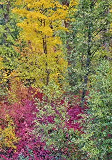 Images Dated 13th June 2022: USA, Washington State. Cottonwoods and wild dogwood along Peshastin Creek