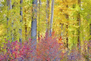 USA, Washington State. Cottonwoods and wild Dogwood trees in fall color near Winthrop