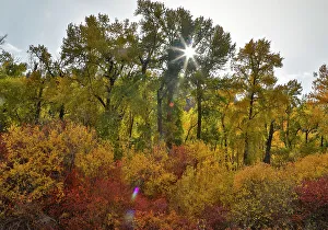 Images Dated 13th June 2022: USA, Washington State. Cottonwoods and wild dogwoods trees in Autumn Color