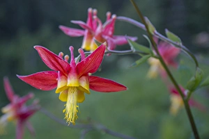 Crimson Prints: USA. Washington State. Crimson (Red) Columbine (Aquilegia formosa) blooming in Mt