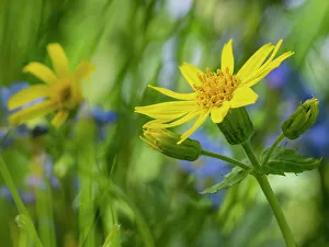 Crystal Mountain Prints: Usa, Washington State. Crystal Mountain, Broadleaf arnica in field