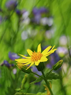 Images Dated 1st September 2022: Usa, Washington State. Crystal Mountain, Broadleaf arnica in field