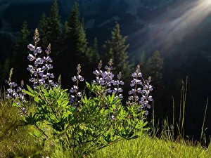 Images Dated 1st September 2022: Usa, Washington State. Crystal Mountain, backlit Broadleaf lupine in meadow