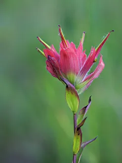 Images Dated 1st September 2022: Usa, Washington State. Crystal Mountain, Giant red Indian Paintbrush