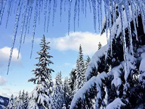 Usa, Washington State. Crystal Mountain, icicles and snow-covered trees