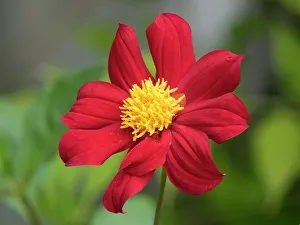 Images Dated 29th June 2023: USA, Washington State. Daisy