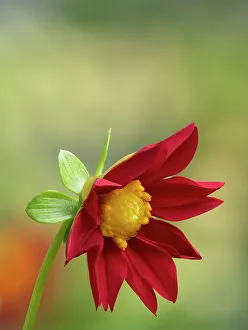Images Dated 29th June 2023: USA, Washington State. Daisy