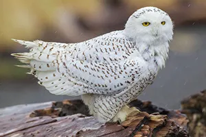 Survival Prints: USA, Washington State. Damon Point, snowy owl, winter rain