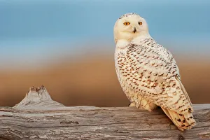 USA, Washington State. Damon Point, snowy owl, last light