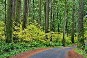 Curve Prints: USA, Washington State, Darrington