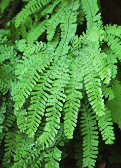 Adnt Prints: USA, Washington State, Dew covered fern at Mt. Rainier National Park