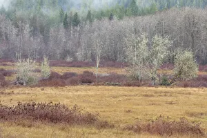 Alder Prints: USA, Washington State, Dewatto. Autumn meadow and forest