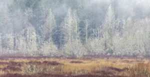 Alder Prints: USA, Washington State, Dewatto. Panoramic of autumn meadow and forest