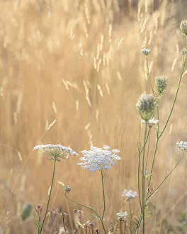 Images Dated 1st November 2021: USA, Washington State, Dewatto. Queen Annes lace in summer and dried grasses