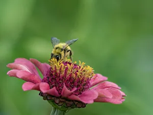 King County Prints: Usa, Washington State, Duvall. Honey bee on common zinnia