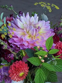 Images Dated 1st September 2022: Usa, Washington State, Duvall. Purple Garden dahlia in bouquet of cut flowers