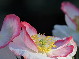 King County Prints: Usa, Washington State, Duvall. Red and white common poppy close-up
