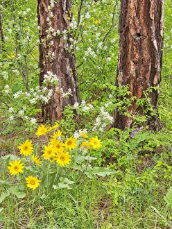 Full Prints: USA, Washington State, Easter Cascade Mountains, Ponderosa Pine with Spring wildflowers
