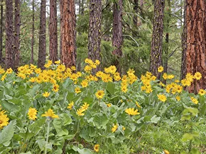 USA, Washington State, Easter Cascade Mountains, Ponderosa Pine with Spring wildflowers