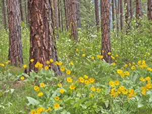 Images Dated 29th December 2020: USA, Washington State, Easter Cascade Mountains, Ponderosa Pine with Spring wildflowers