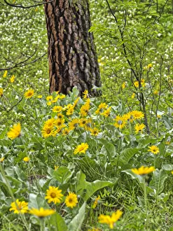 Images Dated 29th December 2020: USA, Washington State, Easter Cascade Mountains, Ponderosa Pine with Spring wildflowers