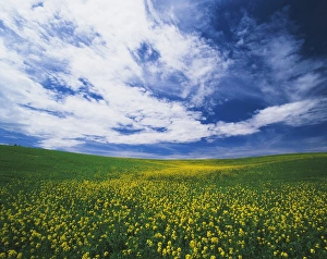 Images Dated 11th February 2013: USA, Washington State, Eastern Washington, View of wild mustard flowers field