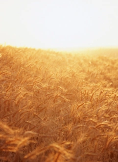 Images Dated 21st February 2013: USA, Washington State, Eastern Washington, View of wheatfield