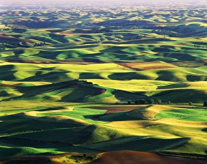 Pastoral Prints: USA, Washington State, Eastern Washington, Palouse, Contour farming in Palouse farm