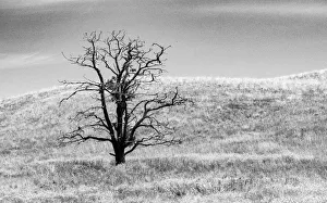 New Images August 2022 Prints: USA, Washington State, Eastern Washington, Benge. With lone dead tree in field of grasses