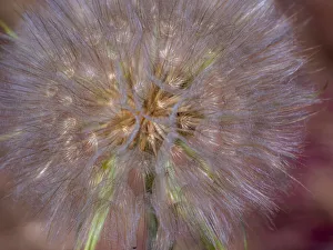 New Images August 2022 Prints: USA, Washington State, Eastern Washington fluffy seed head of Salsify dandelion