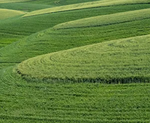 New Images August 2022 Prints: USA, Washington State, Eastern Washington winter and spring wheat near Endicott