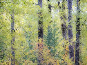 Easton Prints: USA, Washington State, Easton, Eastern Washington fall colors with vine maple