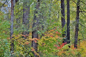 Easton Prints: USA, Washington State, Easton. Fall color on Vine maple surrounded by cottonwood trees