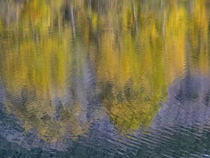 2022-08-19 Danita Delimont Dist 2325 images Collection: USA, Washington State, Easton and fall colors of Cottonwoods in small pond