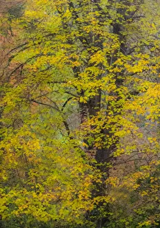 USA, Washington State, Easton and fall colors on Big Leaf Maple and Vine Maple
