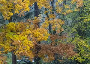 Images Dated 17th March 2022: USA, Washington State, Easton and fall colors on Big Leaf Maple and Vine Maple