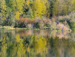 Images Dated 17th March 2022: USA, Washington State, Easton and fall colors of Cottonwoods in small pond