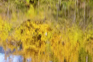 USA, Washington State, Easton. Small pond and reflection of yellow cottonwoods Cascade Mountains