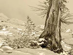 Images Dated 11th February 2020: USA, Washington State. Enchantment lakes, larch trunk and fir tree