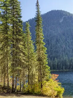 USA, Washington State. Evergreens standing tall with Cooper Lake and Autumn color