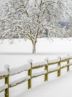 USA, Washington State, Fall City, fresh snow on trees and fence