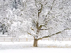 USA, Washington State, Fall City, fresh snow on trees and fence