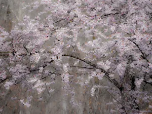 USA, Washington State, Fall City, Springtime cherry trees blooming along Snoqualmie River