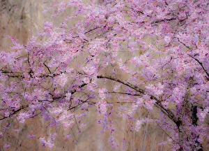 USA, Washington State, Fall City, Springtime cherry trees blooming along Snoqualmie River