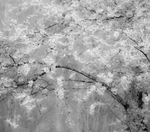 USA, Washington State, Fall City, Springtime cherry trees blooming along Snoqualmie River