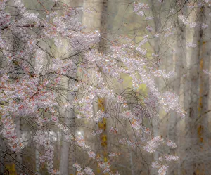 USA, Washington State, Fall City, Springtime cherry trees blooming along Snoqualmie River
