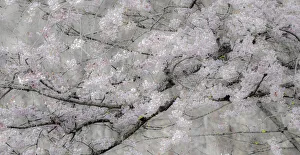 USA, Washington State, Fall City, Springtime cherry trees blooming along Snoqualmie River